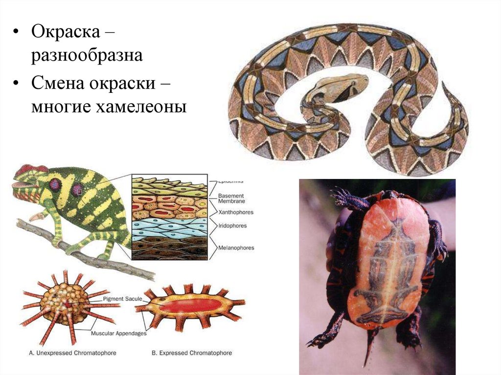 Земноводные презентация пименов