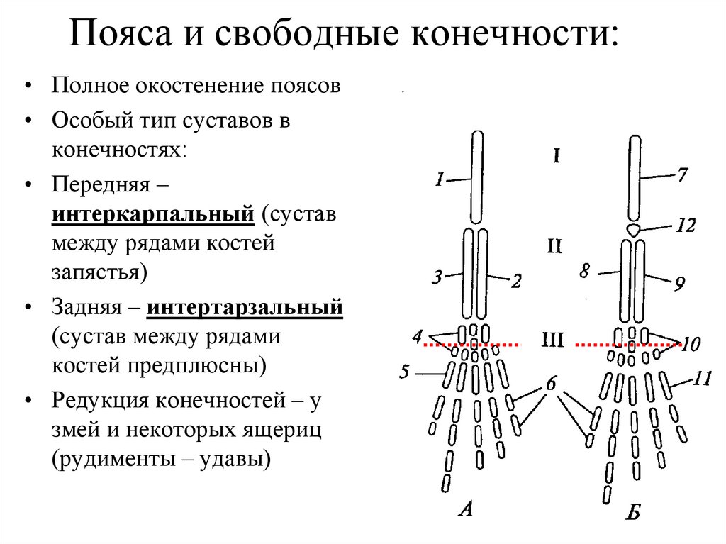 Схема строения конечностей наземного позвоночного