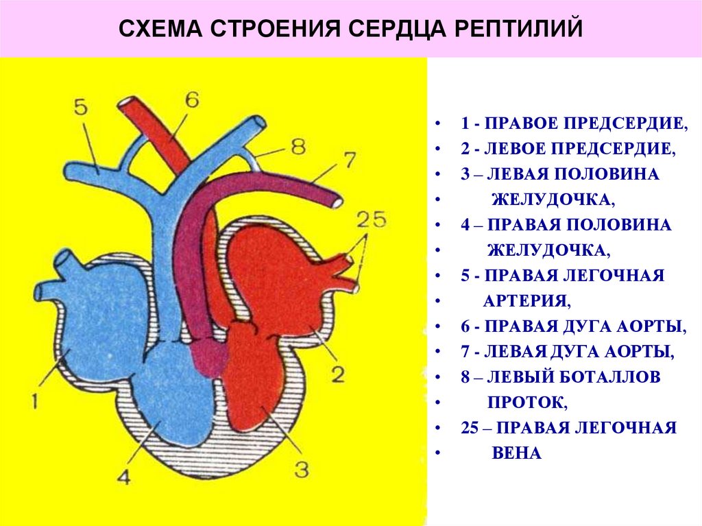 У ящерицы трехкамерное сердце. Пресмыкающиеся строение сердца. Строение сердца пресмыкающихся схема. Схема строения сердца рептилий. Особенности строения сердца амфибий.
