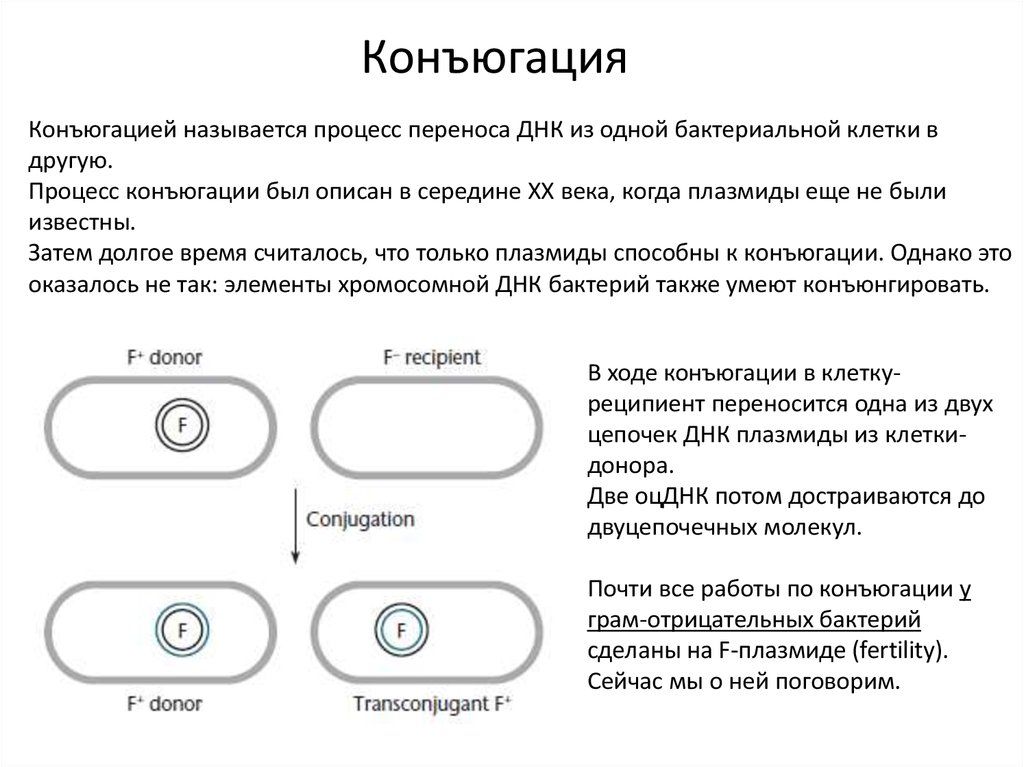 Процесс конъюгации. Конъюгация бактерий. Понятие конъюгация. Этапы конъюгации бактерий.