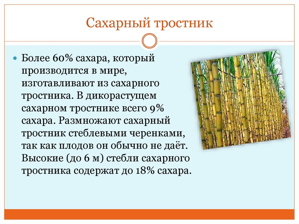 Рубщик сахарного тростника. Стебель сахарного тростника. Сахарный тростник злаковое растение. Сообщение о сахарном тростнике. Сахарный тростник презентация.