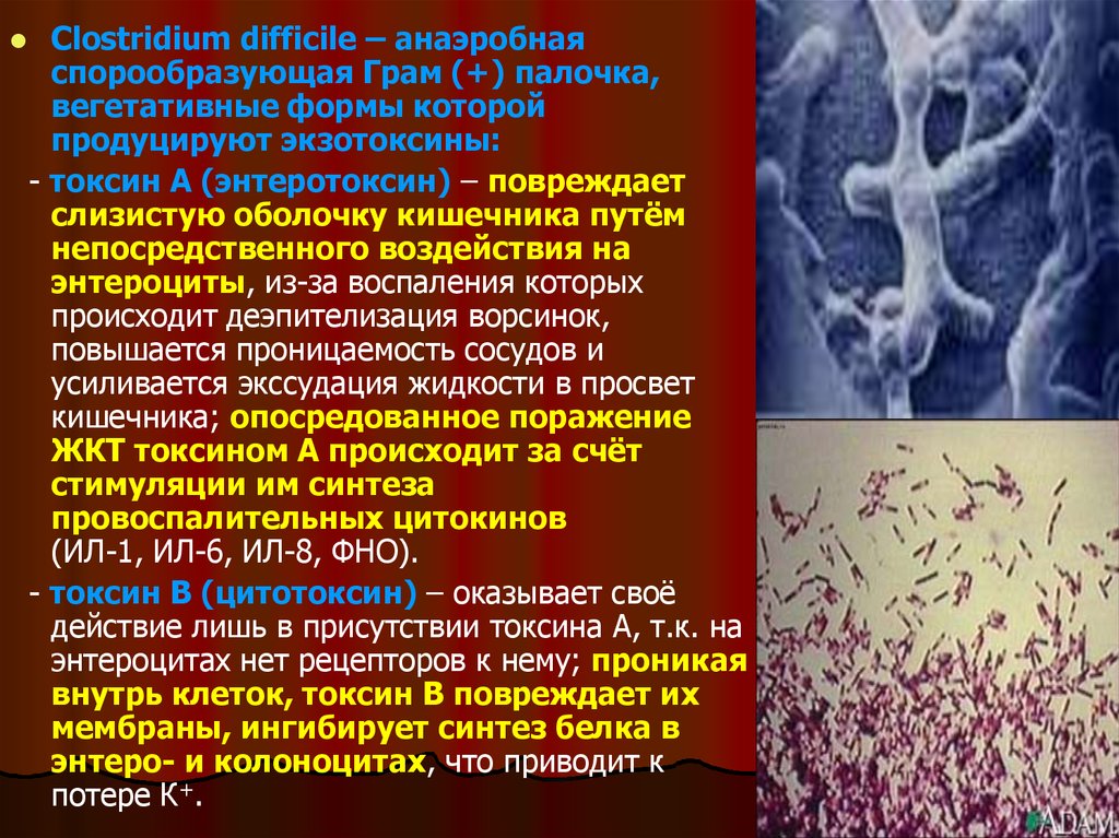 Токсин клостридии диффициле. Клостридии токсины. Экзотоксины Clostridium difficile.