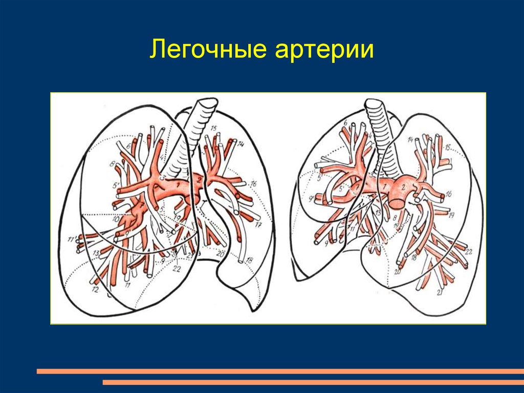 Ветви легочной артерии анатомия. Сегментарные легочные артерии. Ветли легочной артерии. Изоляция легочных вен