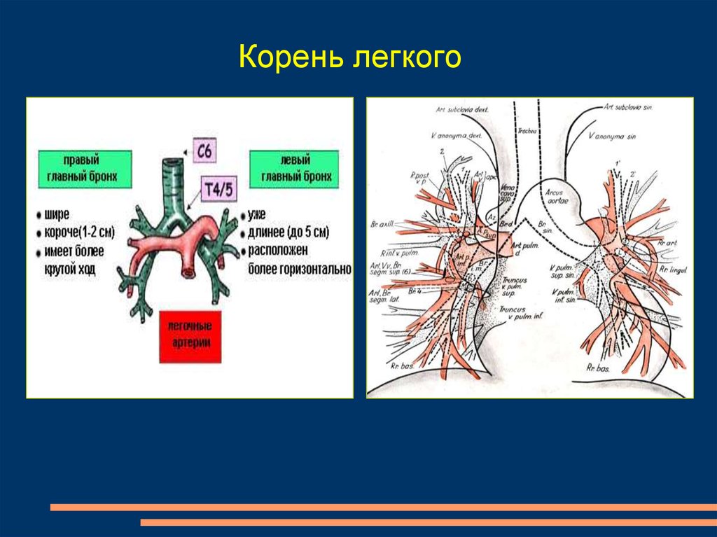 Легко корень