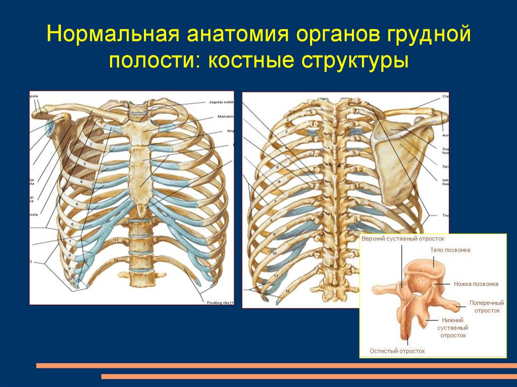 Нормальная анатомия органов грудной полости: костные структуры