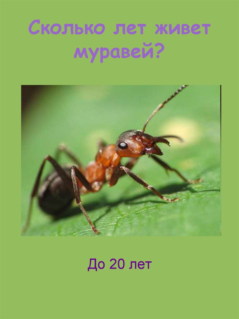 Сколько муравей в мире. Муравей. Сколько живут муравьи. Сколько лет живут муравьи. Продолжительность жизни муравья.
