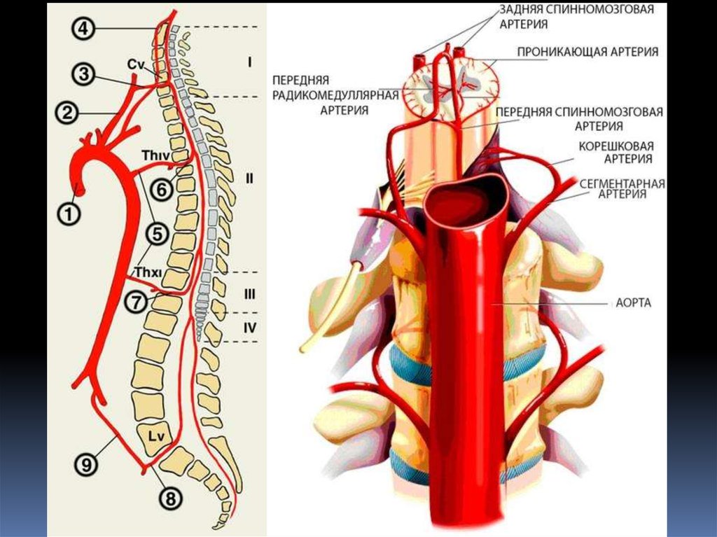 Кровоснабжение спинного мозга схема