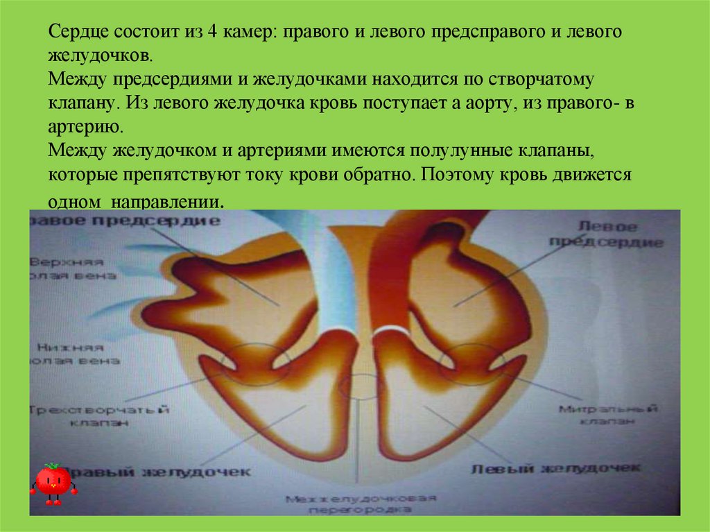 Между правыми предсердием и желудочком находится клапан. Между левым предсердием и левым желудочком расположен. Между левым и правым желудочком. Между правым предсердием и правым желудочком.