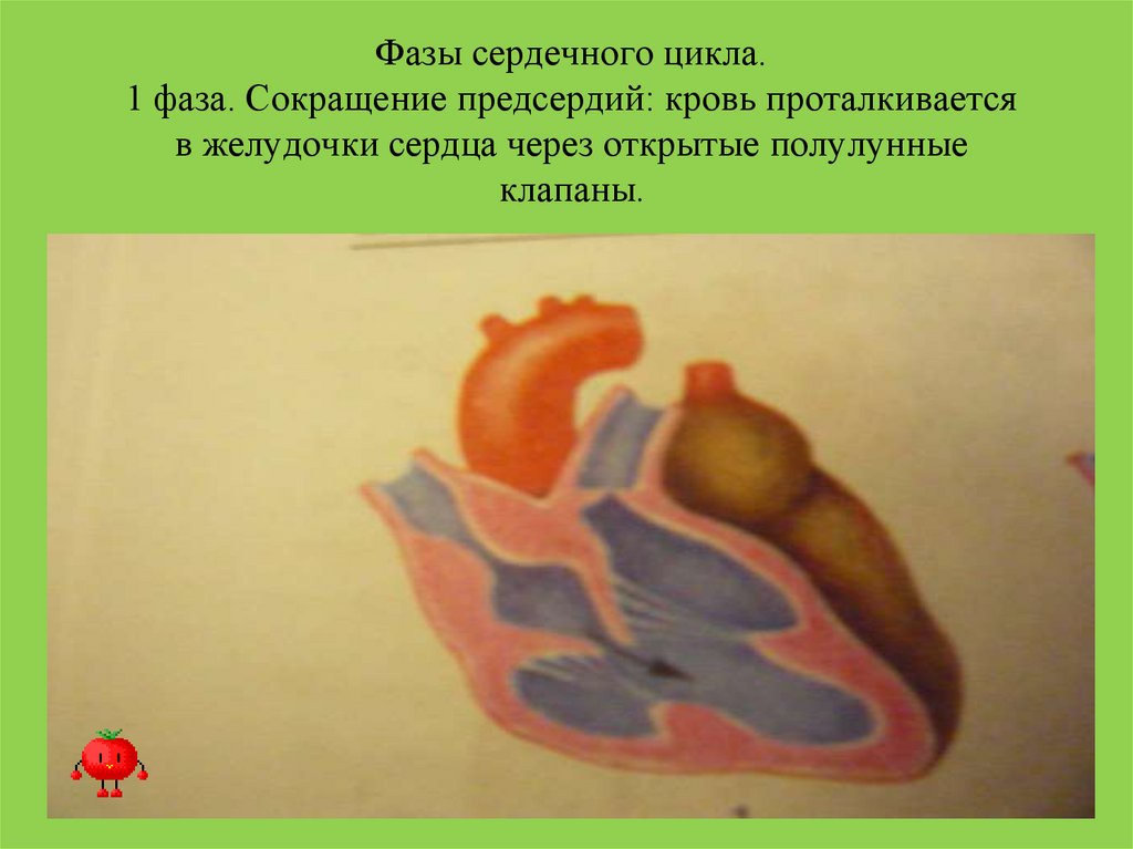 Из желудочков кровь выходит. Фазы сердечного цикла рисунок. Фаза сердечной деятельности створчатые клапаны открыты.