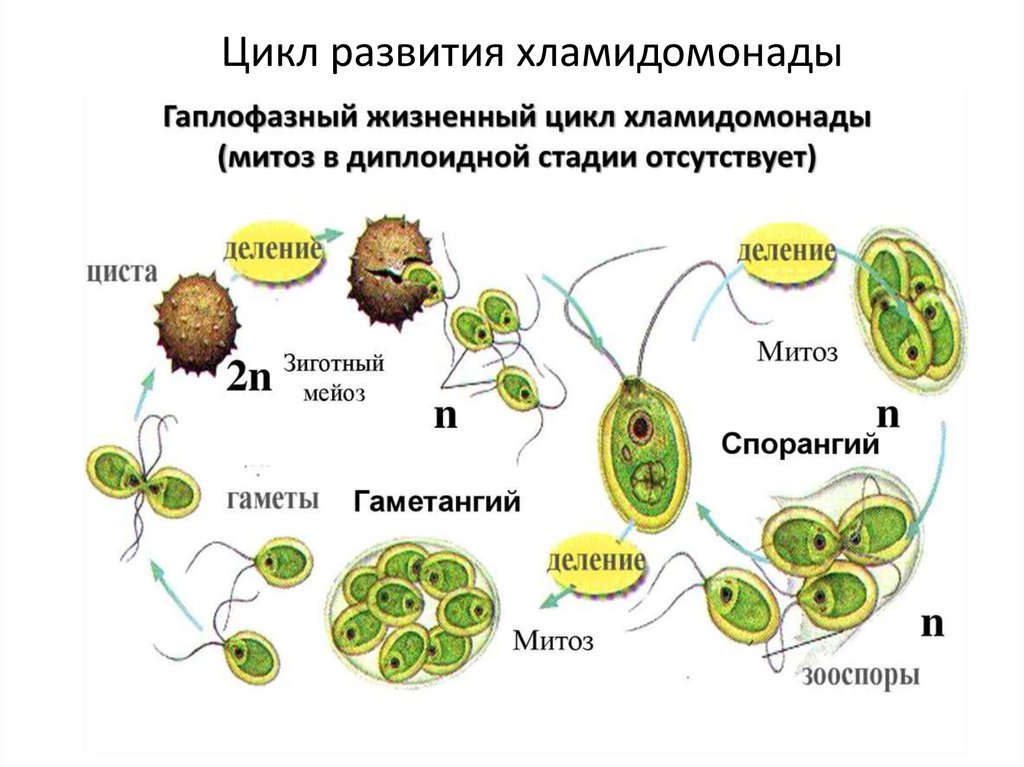 Схема жизненного цикла растения гаметы. Половое и бесполое размножение водорослей. Размножение одноклеточных водорослей. Бесполое размножение – зооспорами.. Бесполое размножение водорослей.
