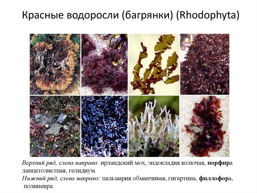 5 водорослей название. Виды водорослей. Водоросли представители названия. Красные водоросли. Видовое название водорослей.