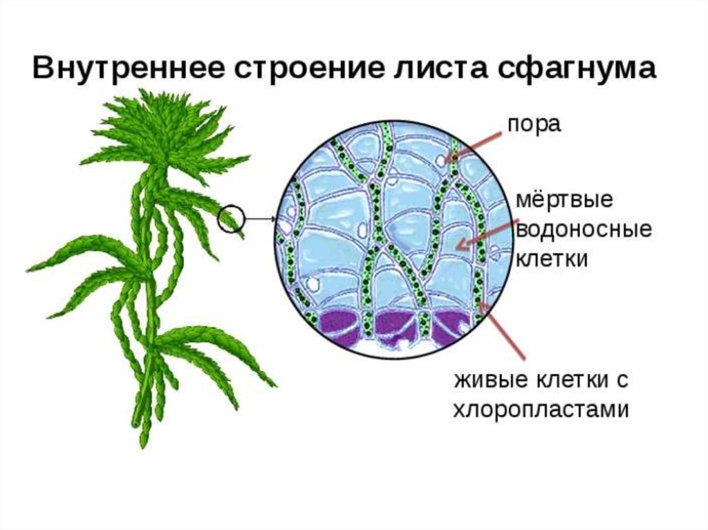 Из каких исходных клеток образуются листья мха. Строение листа мха сфагнума. Внутреннее строение листа сфагнума. Внутреннее строение мха сфагнума. Мох сфагнум водоносные клетки.