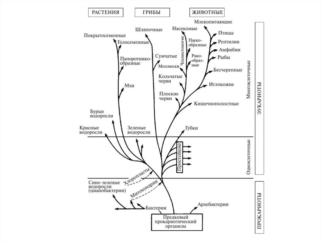 Древо живого. Эволюционное Древо жизни биология. Схема эволюции организмов. Филогенетическое Древо растений.