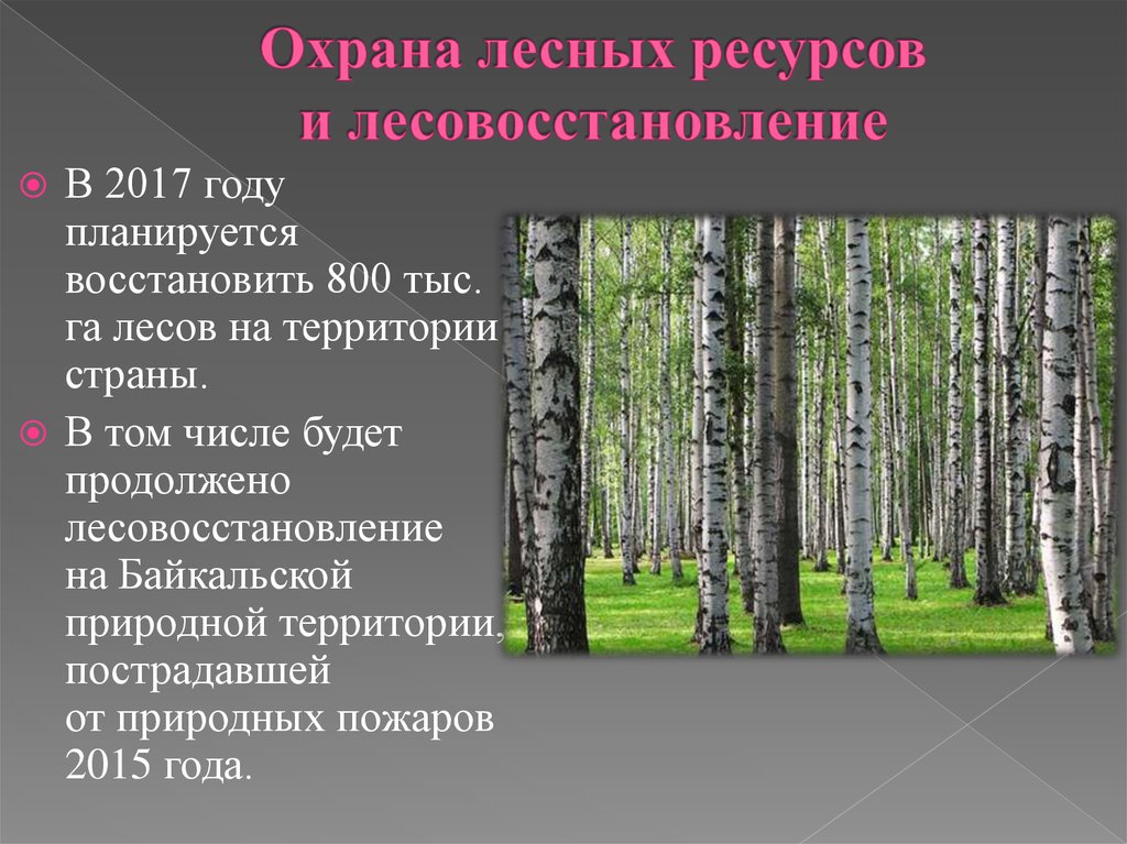 Охрана лесных ресурсов в россии презентация по экологии