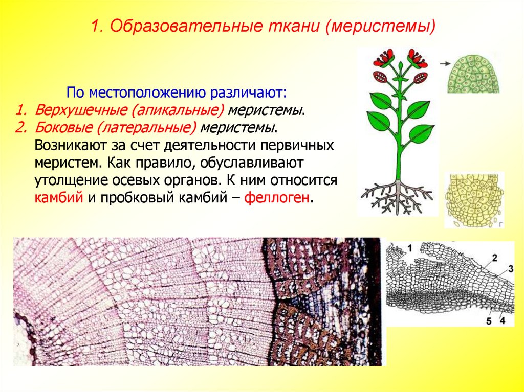 Часть образовательной ткани у растений