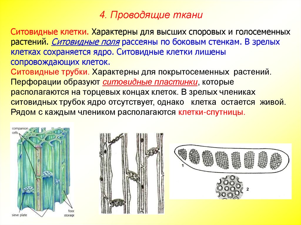 Клетки флоэмы живые. Ткань растений ситовидные трубки. Членик ситовидной трубки. Ситовидные трубки черешка. Споровые растения проводящие ткани.