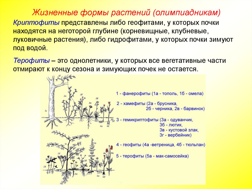 Либо представить. Криптофиты растения. Криптофиты примеры растений. Жизненные формы водных растений. Жизненные формы древесных растений.