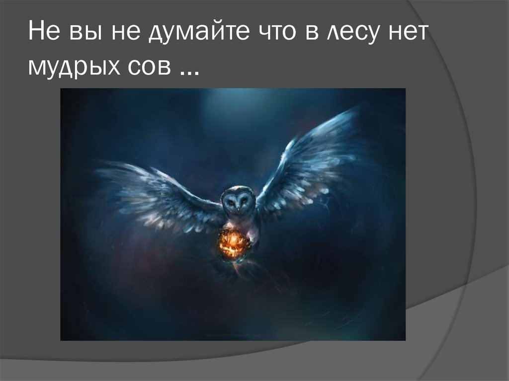 Не вы не думайте что в лесу нет мудрых сов …