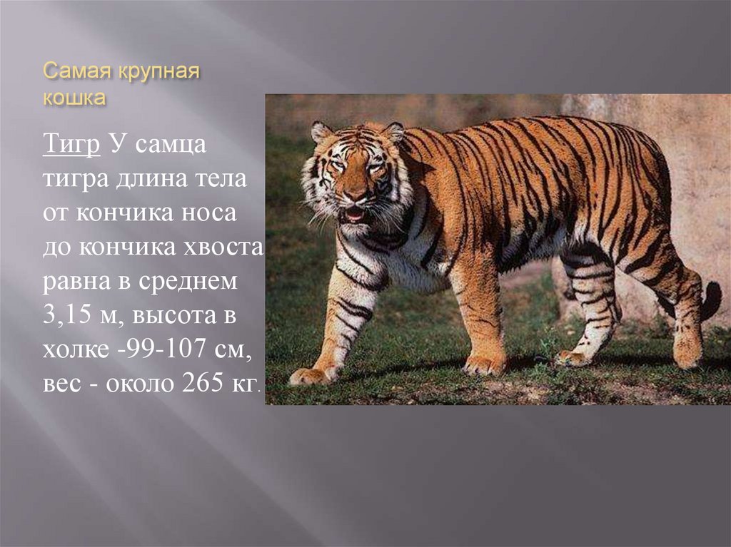 Какая длина тигра. Длина тигра. Животные-рекордсмены. Сообщение о животном рекордсмене.