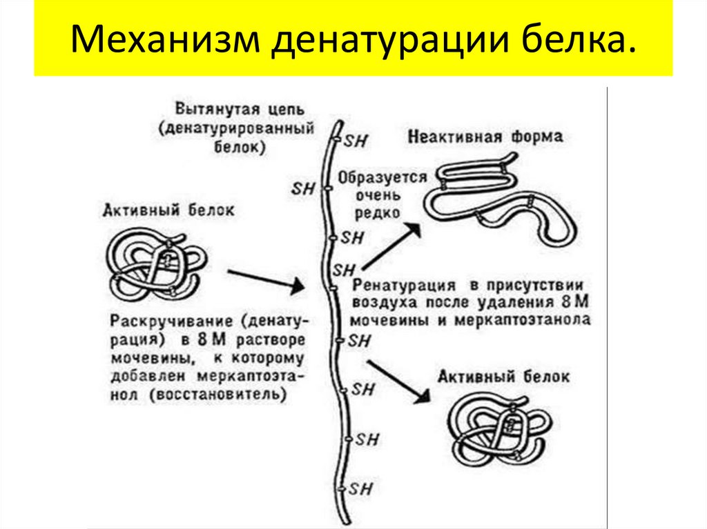 Денатурация белка схема