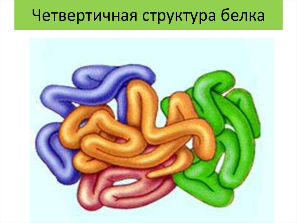 Рисунок четвертичной структуры белка