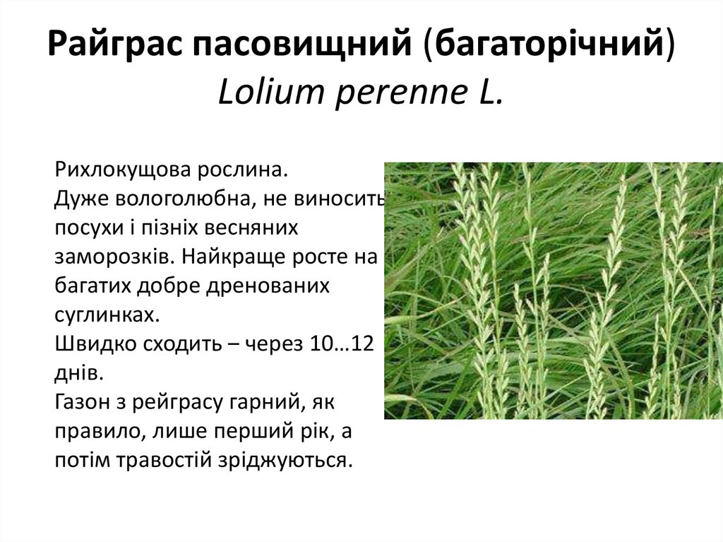 Райграс пасовищний (багаторічний) Lolium perenne L.