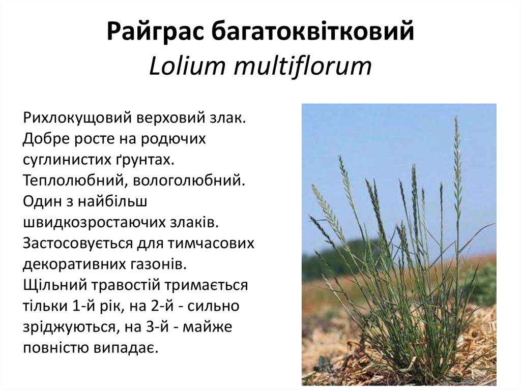 Райграс багатоквітковий Lolium multiflorum