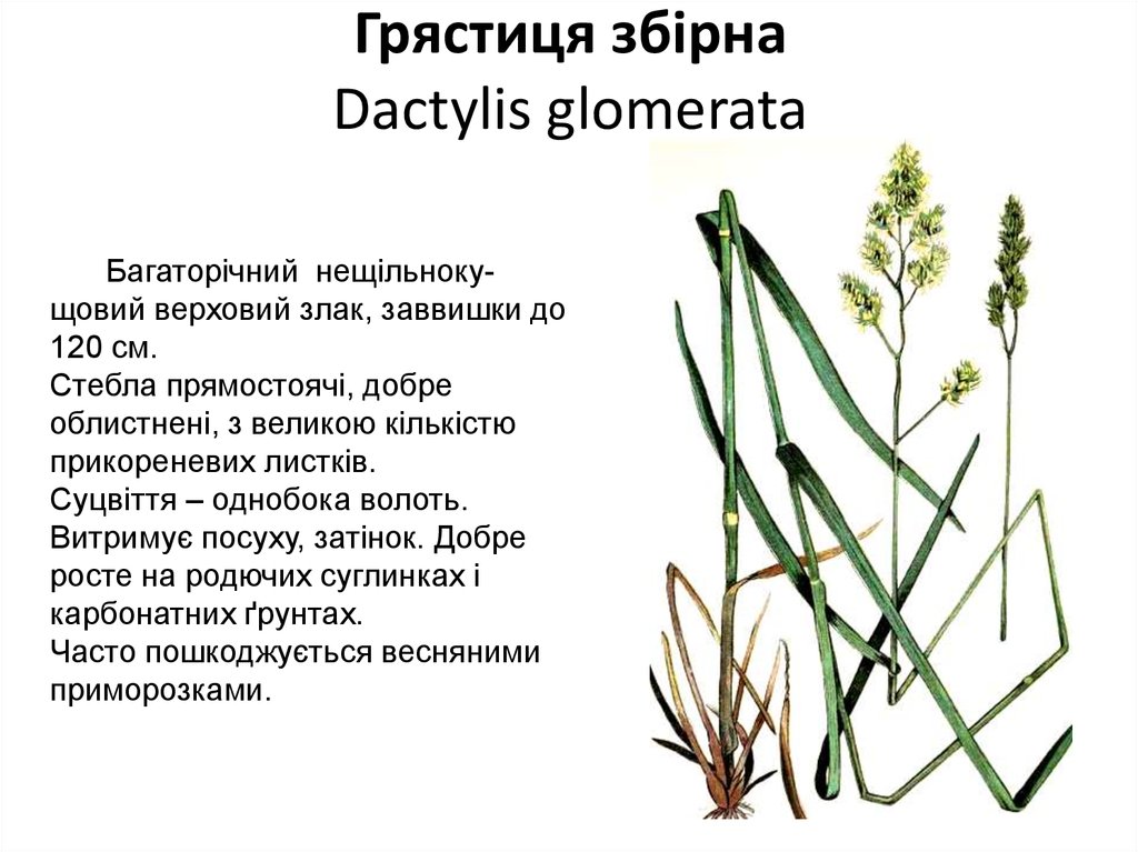 Грястиця збірна Dactylis glomerata