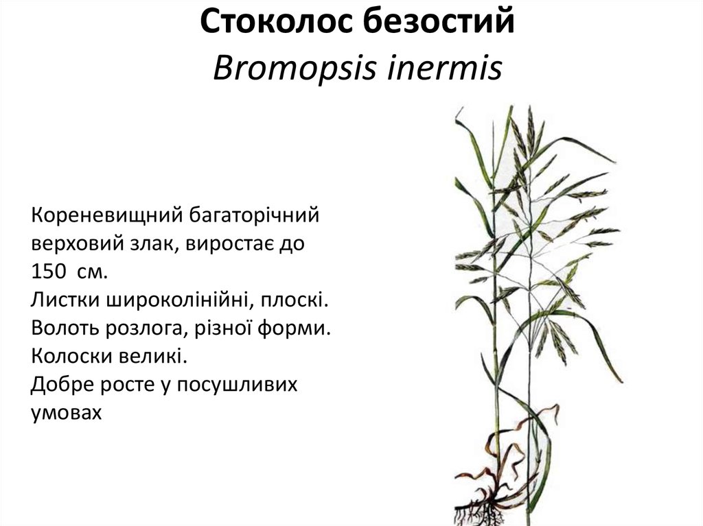 Жизненные формы злаковых. Трава Стоколос. Фазы развития костреца безостого. Посев костреца безостого осенью. Влагалищецветник маленький сем. Злаковые.