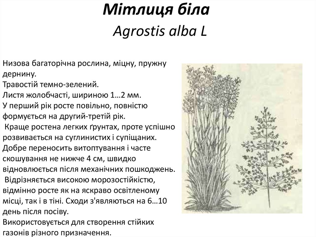 Мітлиця біла Agrostis alba L
