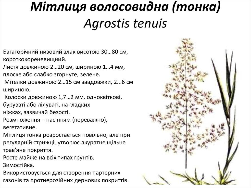 Мітлиця волосовидна (тонка) Agrostis tenuis