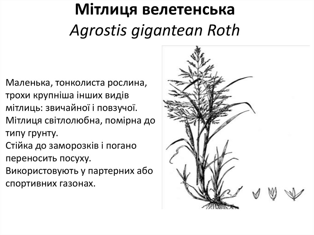 Мітлиця велетенська Agrostis gigantean Roth