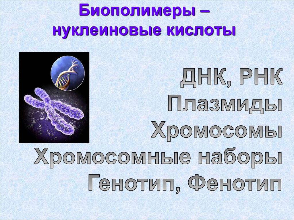 Биополимеры нуклеиновые кислоты. Биологические полимеры нуклеиновые кислоты. Нуклеиновые кислоты презентация. Нуклеиновые кислоты как природные полимеры.