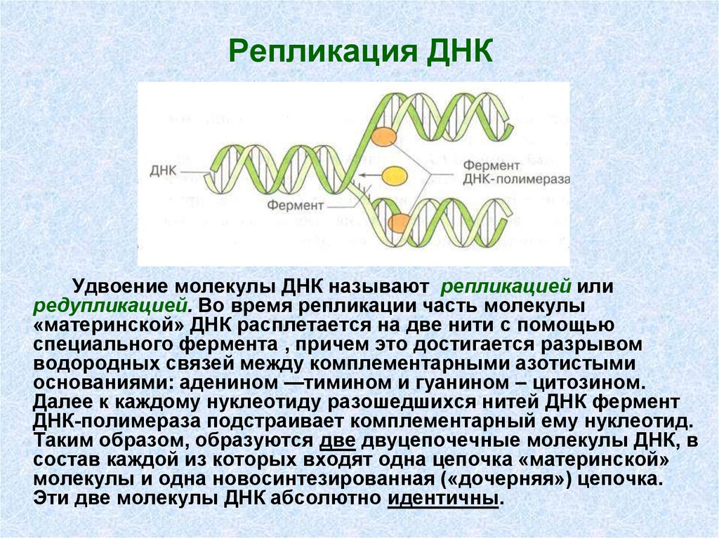 Удваивается молекула днк. Удвоение (репликация) молекул ДНК. Механизм редупликации ДНК. Репликация ДНК. Репликация молекулы ДНК.