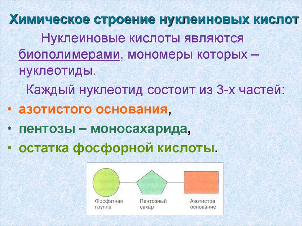 Мономеры нуклеиновых кислот. Строение нуклеиновых кислот. Химическое строение нуклеиновых кислот. Структура строения нуклеиновых кислот. Нуклеиновые кислоты состав и строение.