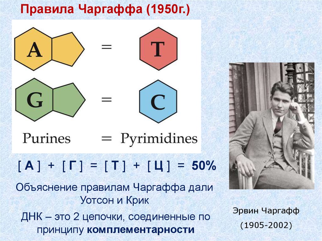 Правило чаргаффа. Эрвин Чаргафф ДНК. Эрвин Чаргафф вклад в биологию. Эрвин Чаргафф открытие ДНК. Эрвин Чаргафф в 1951 году.