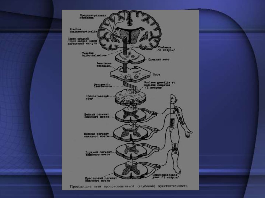 4 проводящие пути. Проводящие пути презентация. Проводящие пути спинного мозга Изранов. Профессор Изранов спинной мозг. Спинотектальный путь схема.