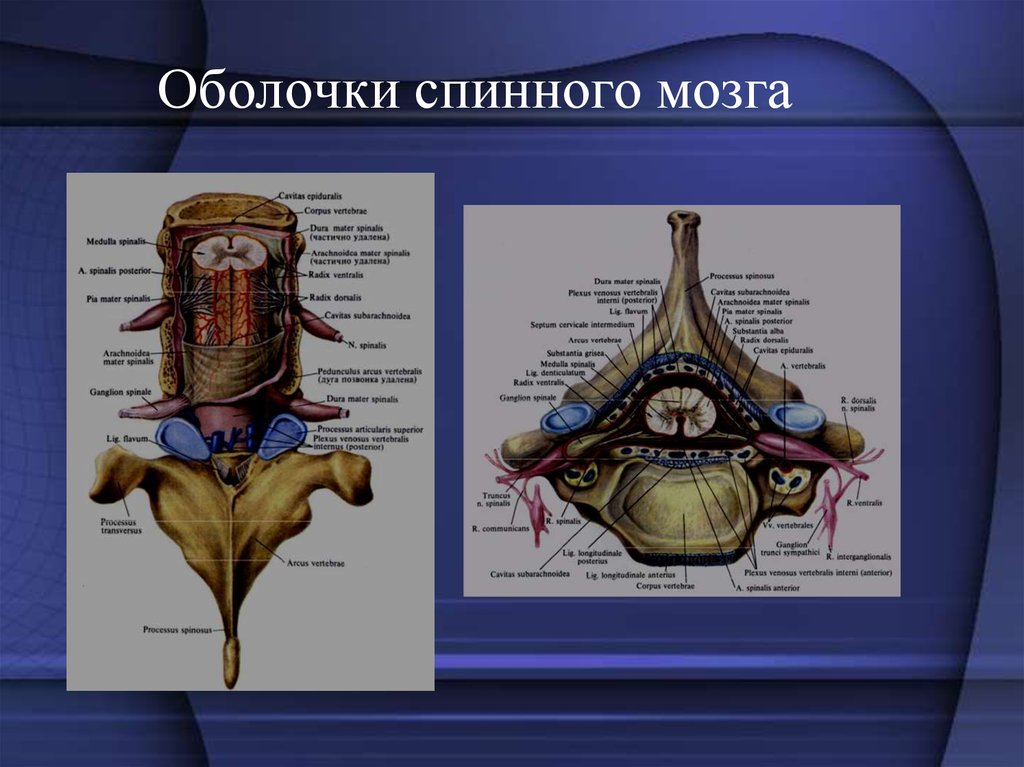 Оболочка созданная человеком. Оболочки спинного мозга карманный атлас. Строение и функции оболочек спинного мозга. Схема.. Оболочки спинного мозга Изранов. Функции мягкой оболочки спинного мозга.