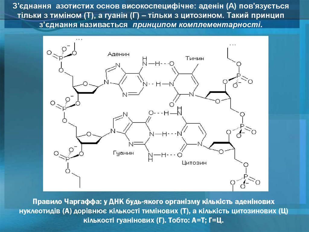 Правило Чаргаффа: у ДНК будь-якого організму кількість аденінових нуклеотидів (А) дорівнює кількості тимінових (Т), а кількість