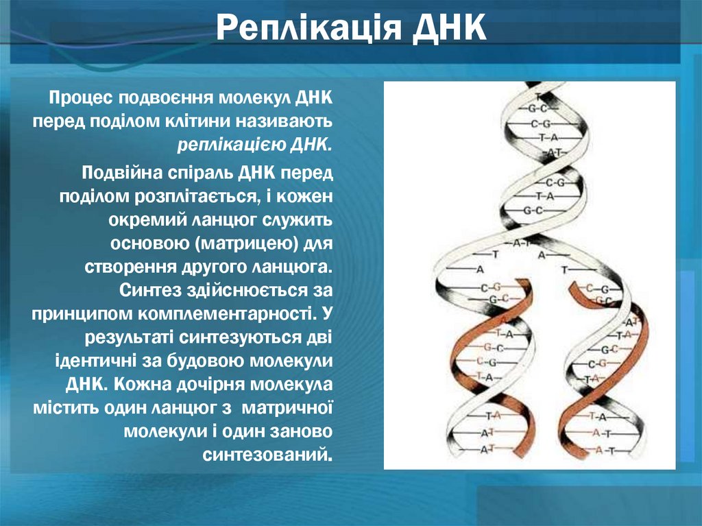 День днк презентация