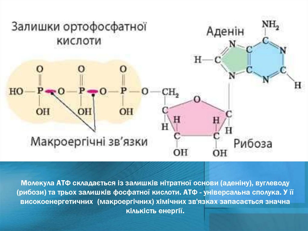 Молекула АТФ складається із залишків нітратної основи (аденіну), вуглеводу (рибози) та трьох залишків фосфатної кислоти. АТФ -