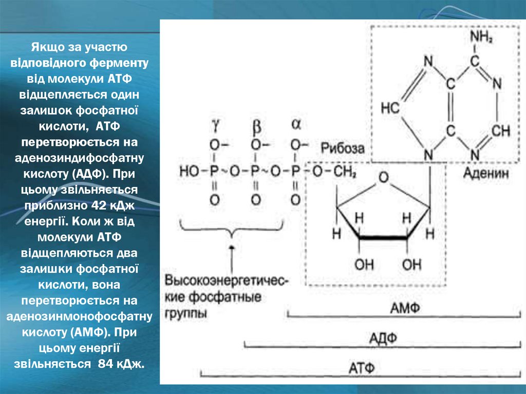Якщо за участю відповідного ферменту від молекули АТФ відщепляється один залишок фосфатної кислоти, АТФ перетворюється на