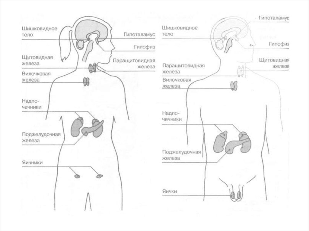 Железы внутренней секреции человека рисунок с подписями