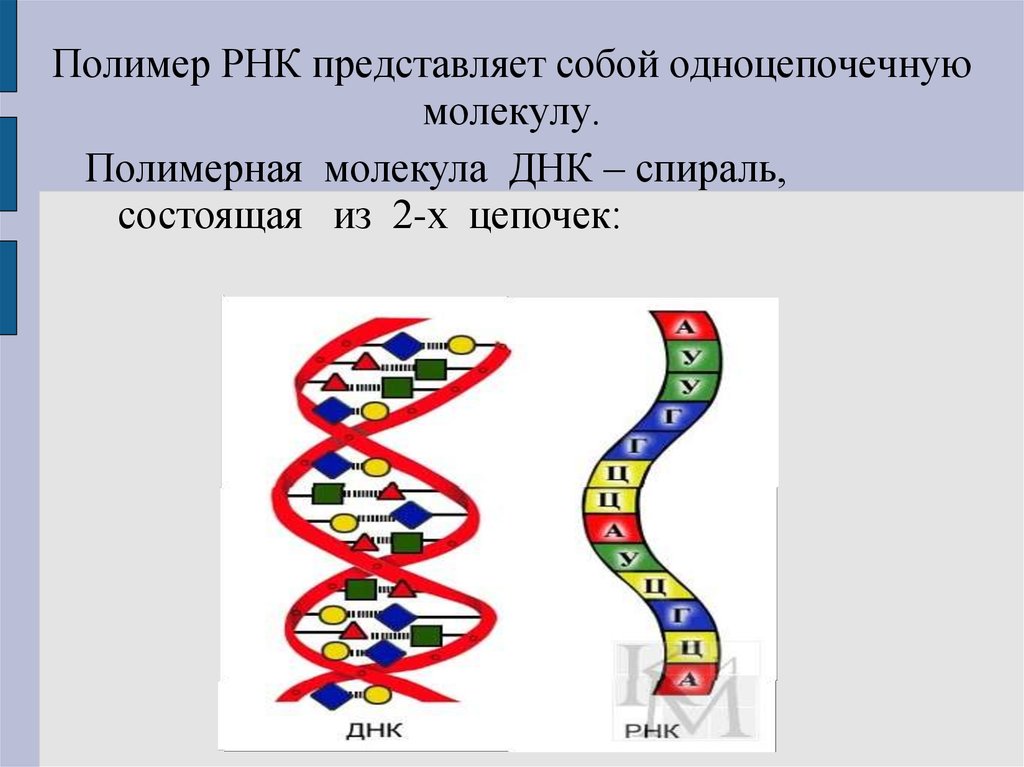 Молекула рнк и информация. Одинарная цепь полимера РНК. РНК одноцепочечная молекула. Одноцепочечная молекула ДНК. РНК полимер.