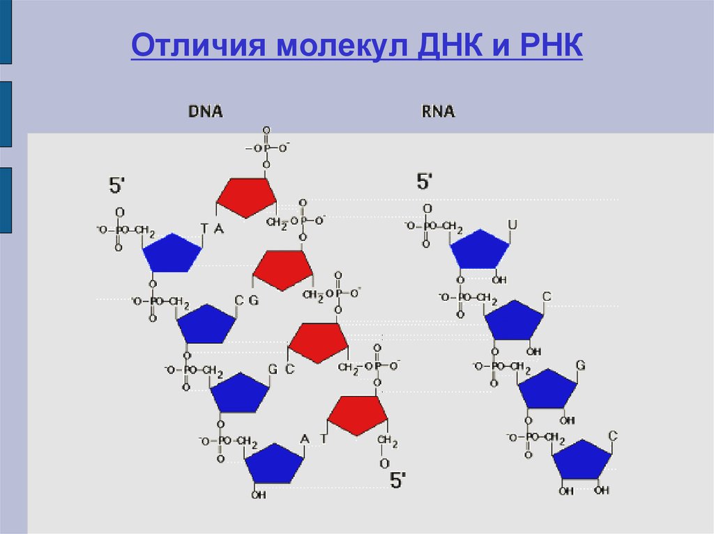 Отличия молекул ДНК И РНК. Отличие молекулы ДНК от РНК. Отличия молекулы РНК от молекулы ДНК. Чем молекула ДНК отличается от и-РНК.