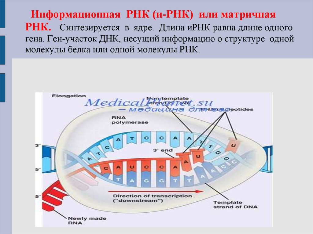 На матрице рнк происходит. Информационная или матричная РНК. Информационная РНК. Информационная РНК схема. Матричная РНК строение.