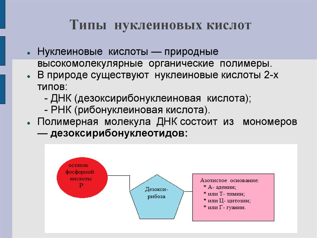 Нуклеиновые кислоты органические. Нуклеиновые кислоты полимеры. Нуклеиновые кислоты природные полимеры. Нуклеиновые кислоты как природные полимеры. Нуклеиновые кислоты полимеры состоящие из мономеров.