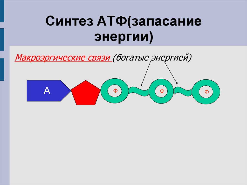 Молекулы атф макроэргические связи