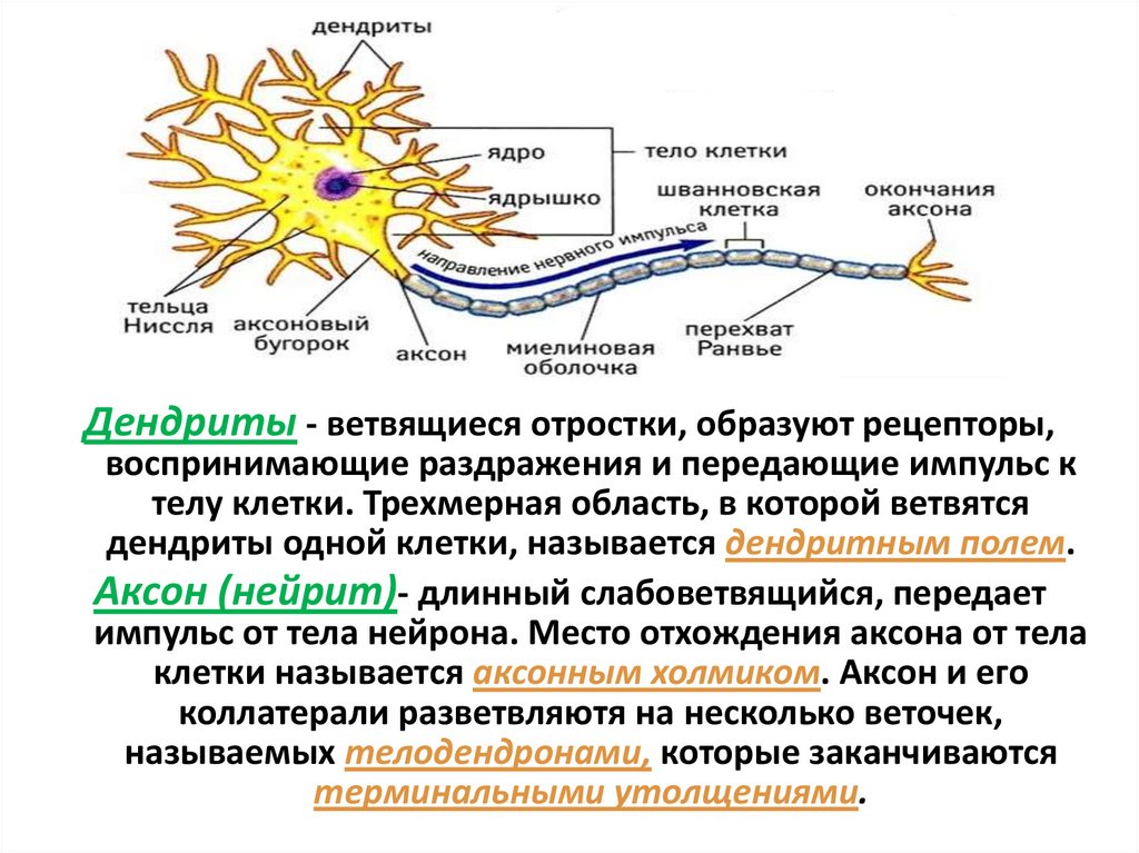 Презентация на тему нервная ткань