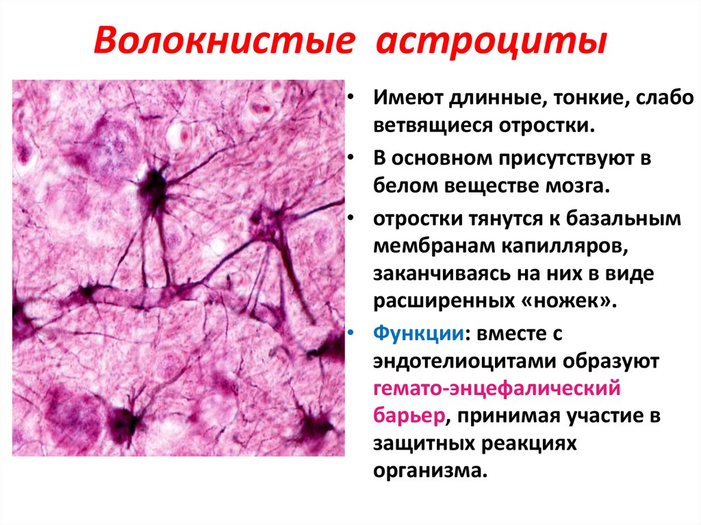 Функции астроцитов. Астроциты глия. Протоплазматические астроциты функции. Нервная ткань астроциты. Плазматические астроциты строение.